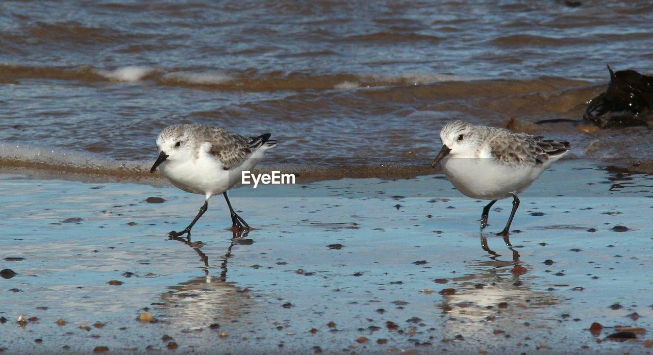 BIRDS ON LAKE