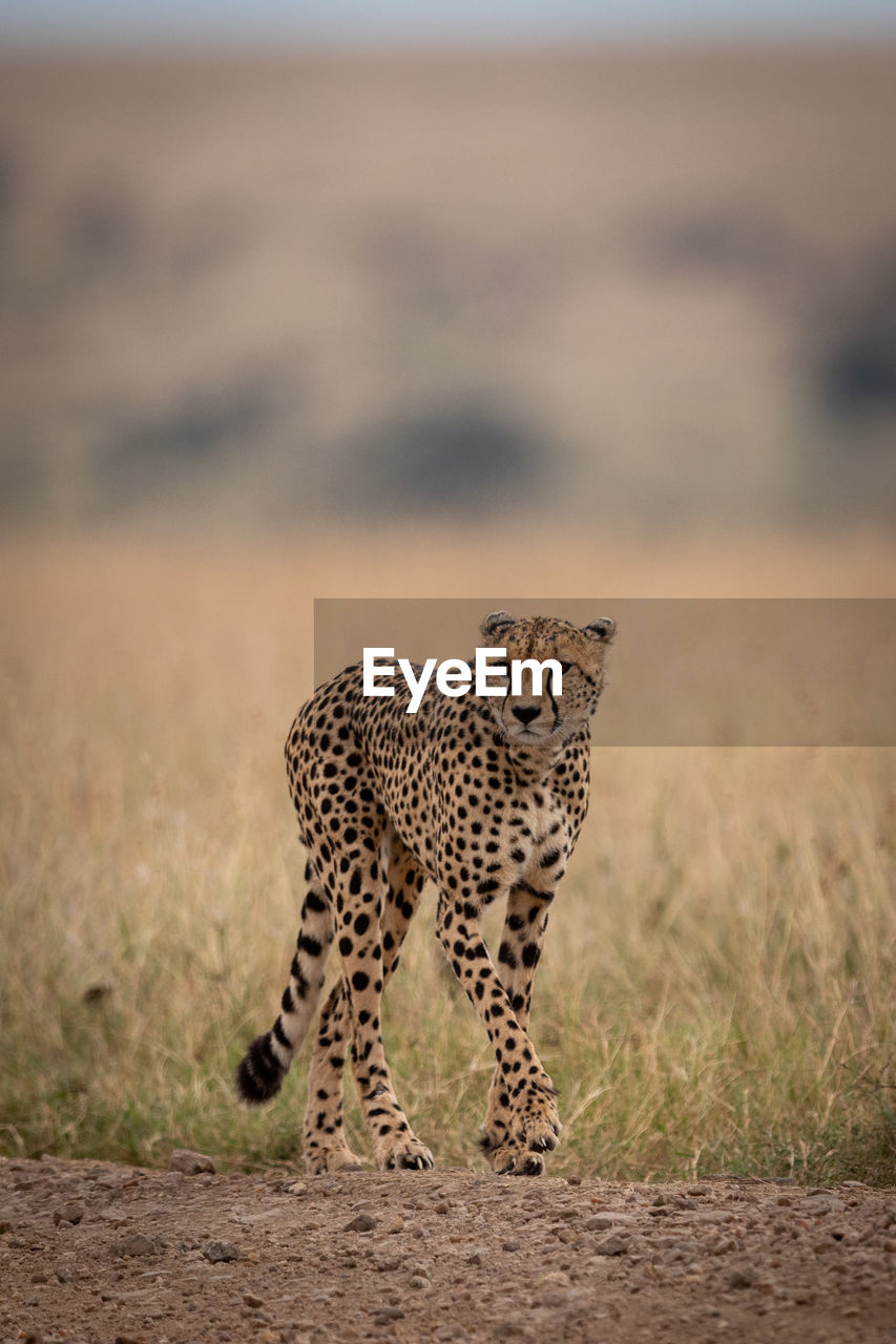 Cheetah walking on grassy field 