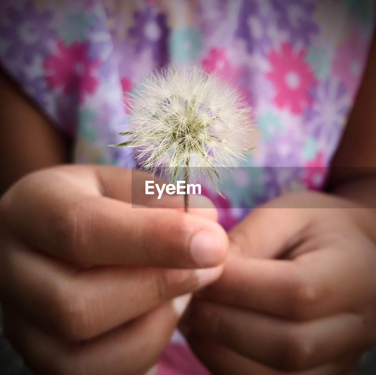 Close-up of human hand holding dandelion