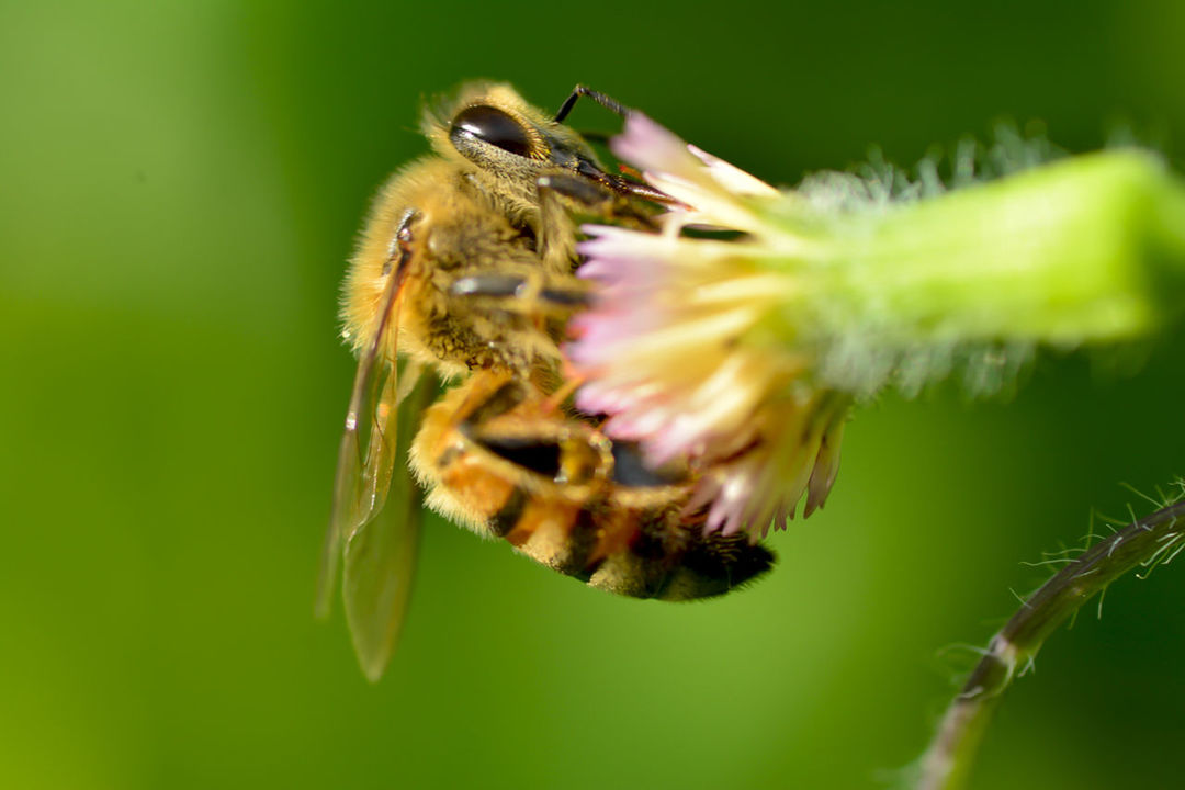 CLOSE-UP OF HONEY BEE POLLINATING ON WHITE FLOWER