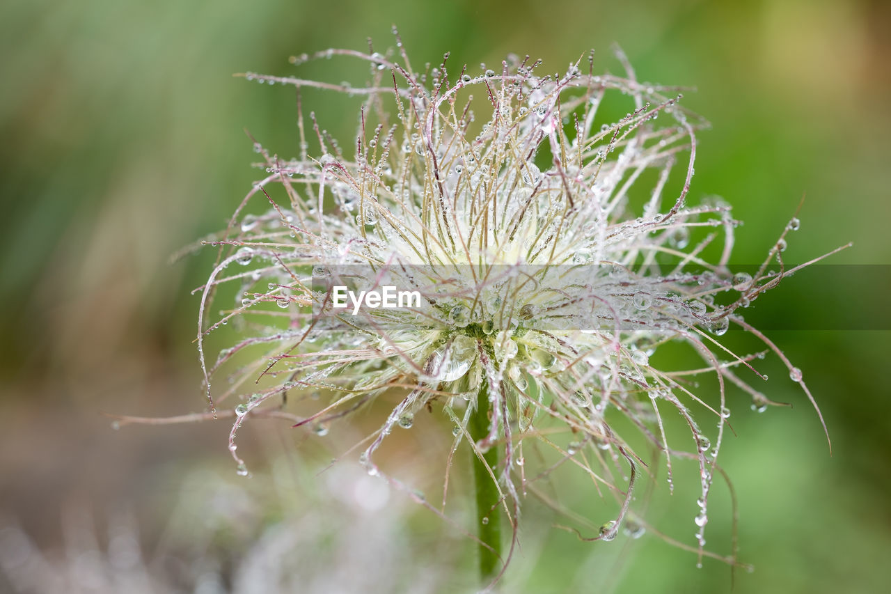 Close-up of water drops on plant