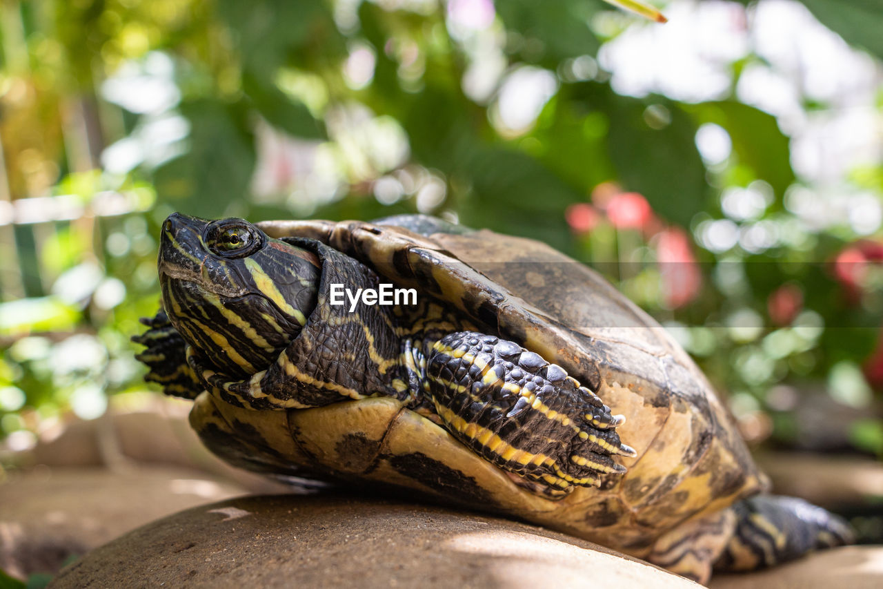 close-up of tortoise