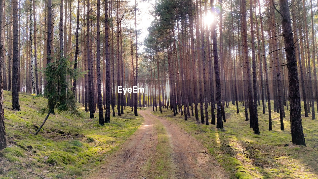 Dirt road passing through forest