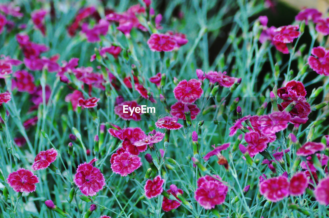 Close-up of flowering plants on field