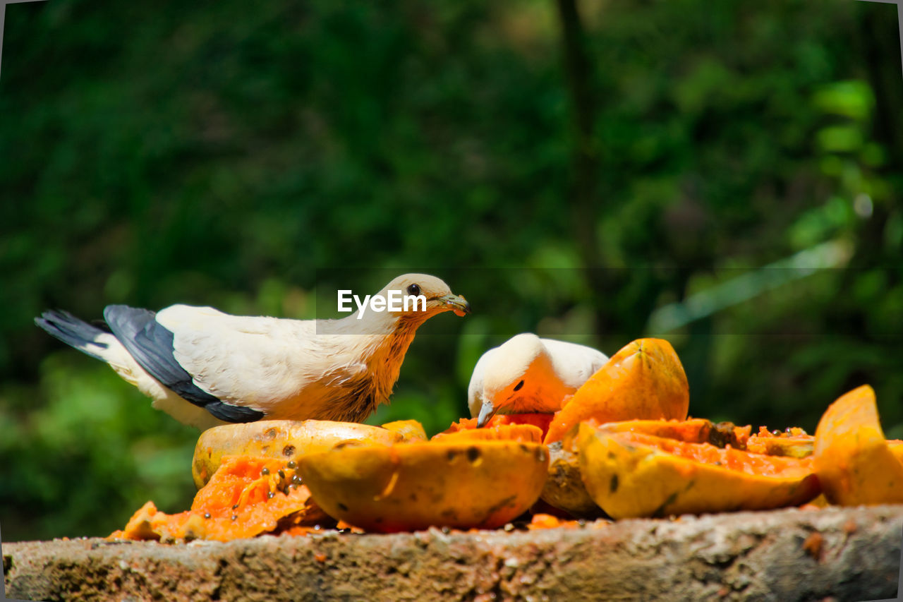 Two white pigeon eating the papaya