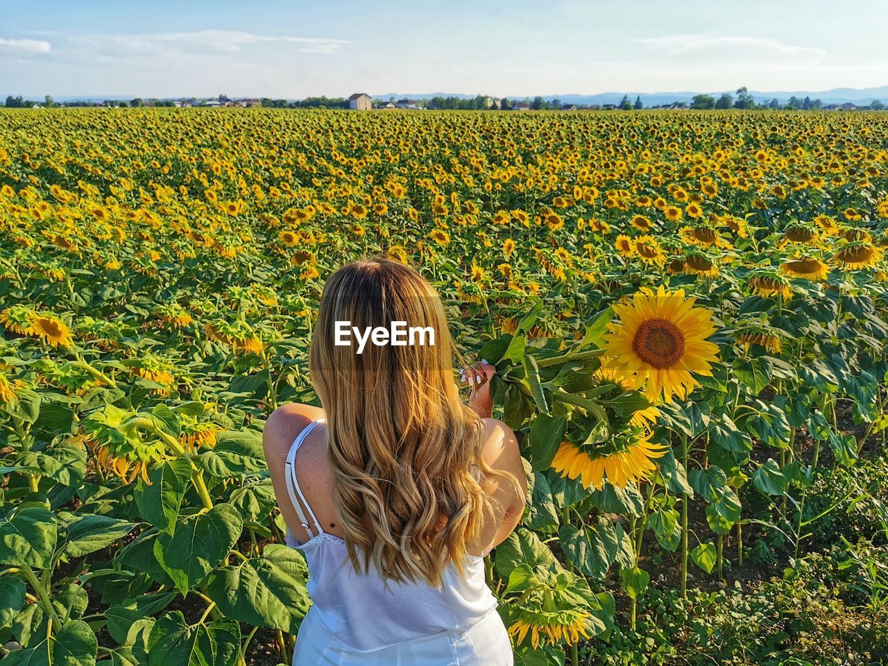 Rear view of woman standing in sunflower field