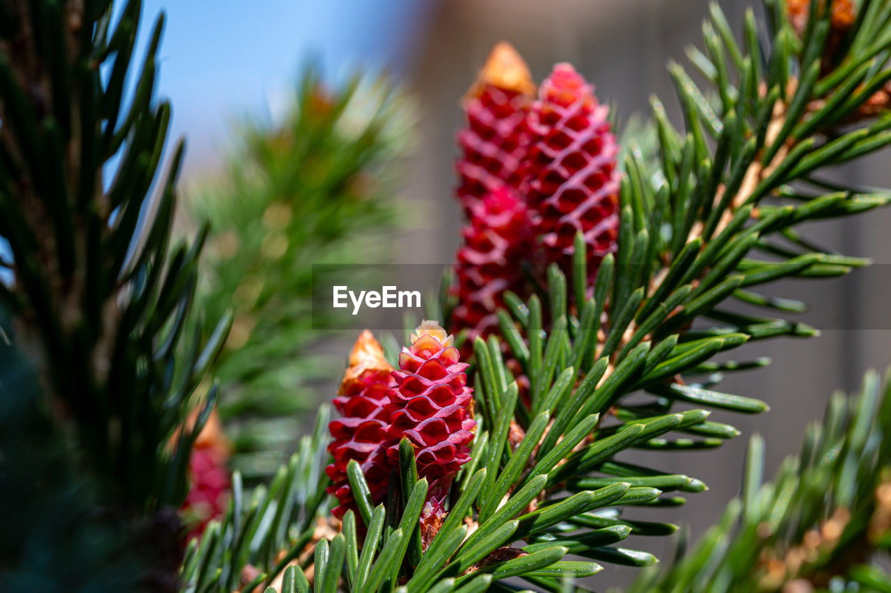 Red pine cones of evergreen tree norway spruce, also known as acrocona