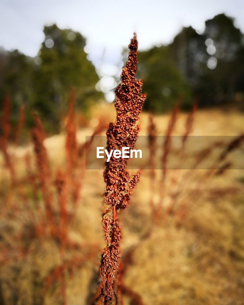 CLOSE-UP OF PLANTS