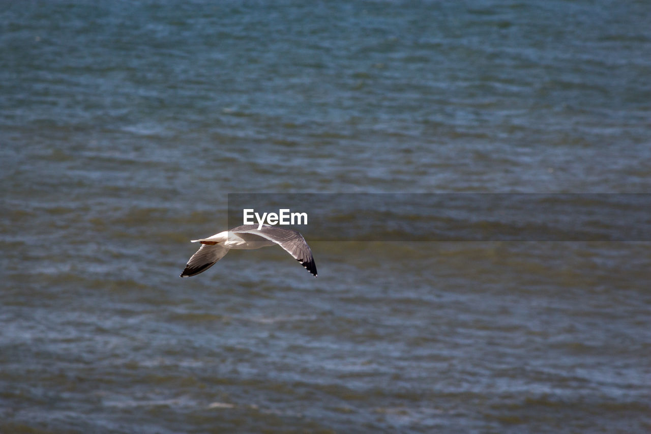 SEAGULL FLYING OVER SEA