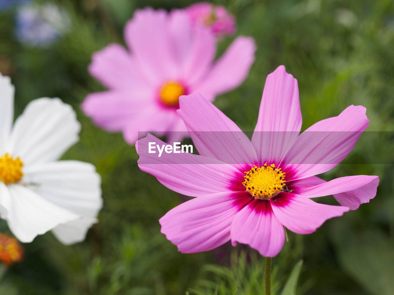 Close-up of pink cosmos flowers blooming outdoors