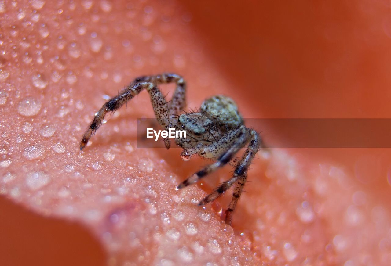 Macro shot of spider