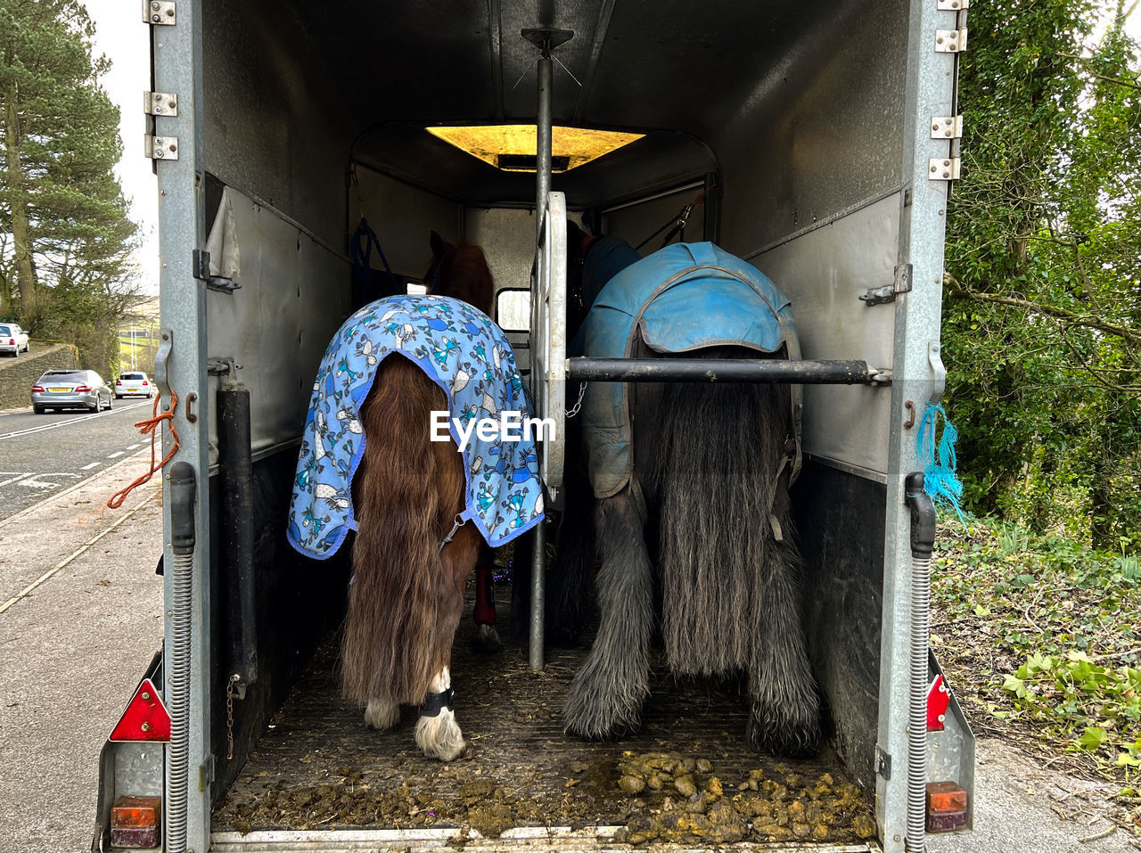 Two horses in a trailer, next to the main, keighley road, haworth, uk