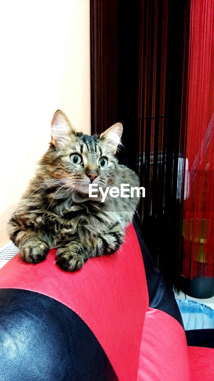 CLOSE-UP OF CAT SITTING ON SOFA AT HOME