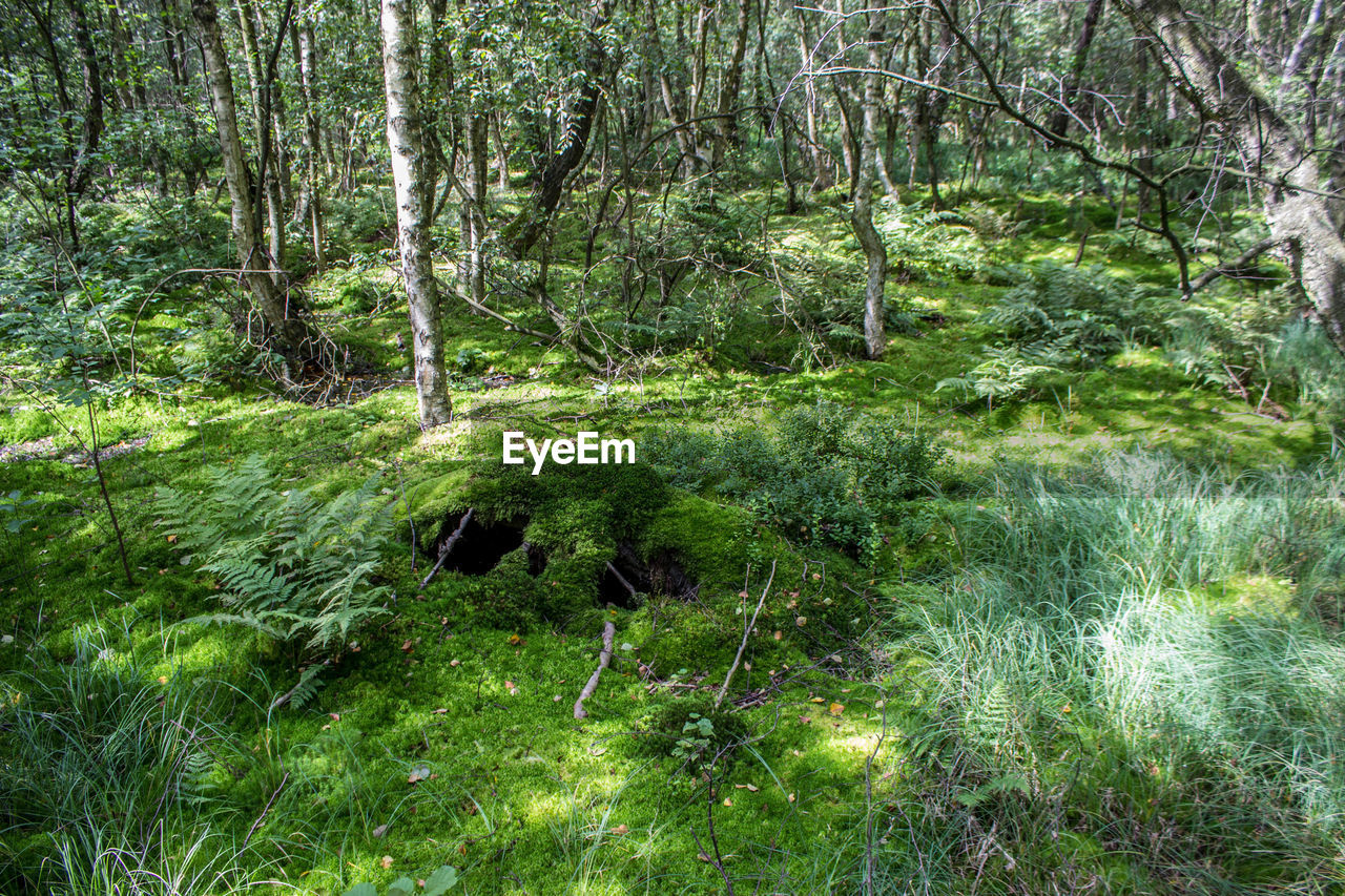 TREES IN A FOREST