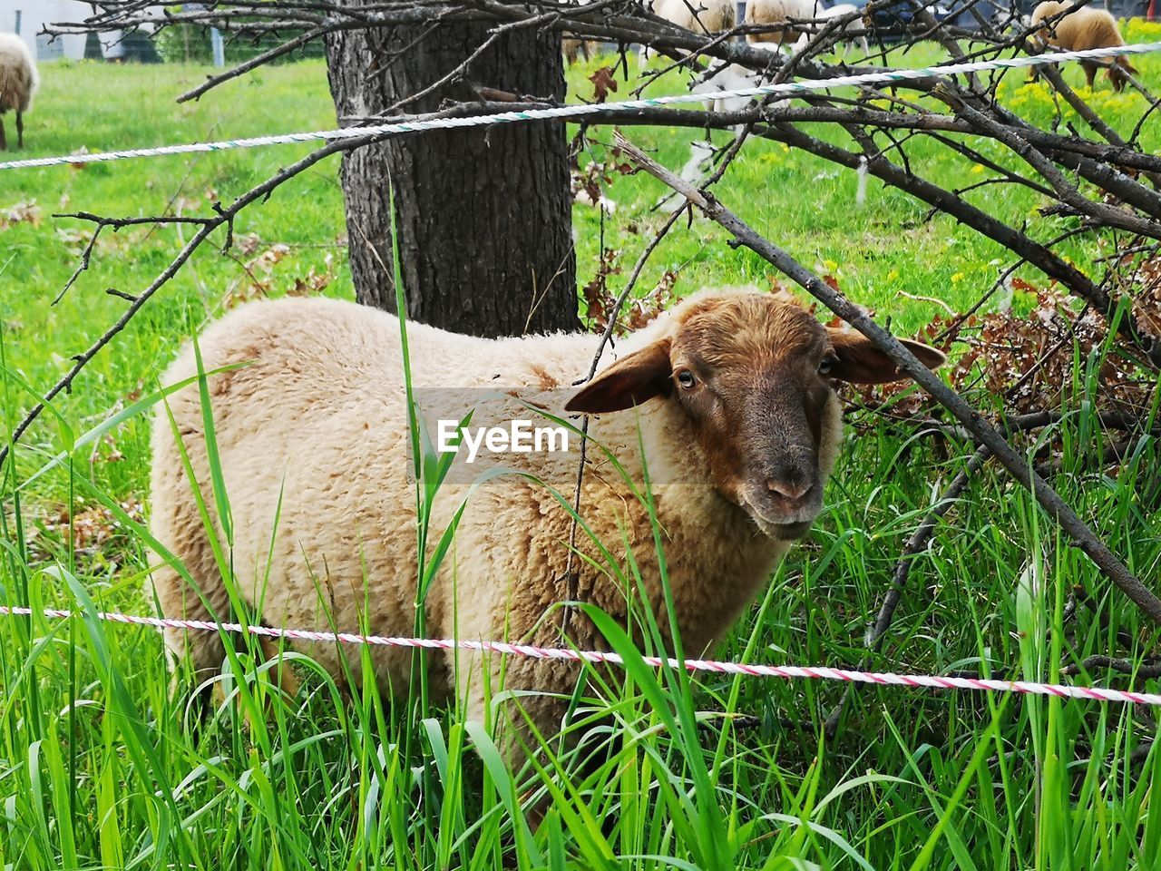SHEEP IN A FARM