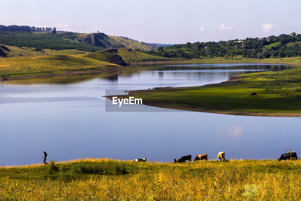 Idyllic rural scene in summer