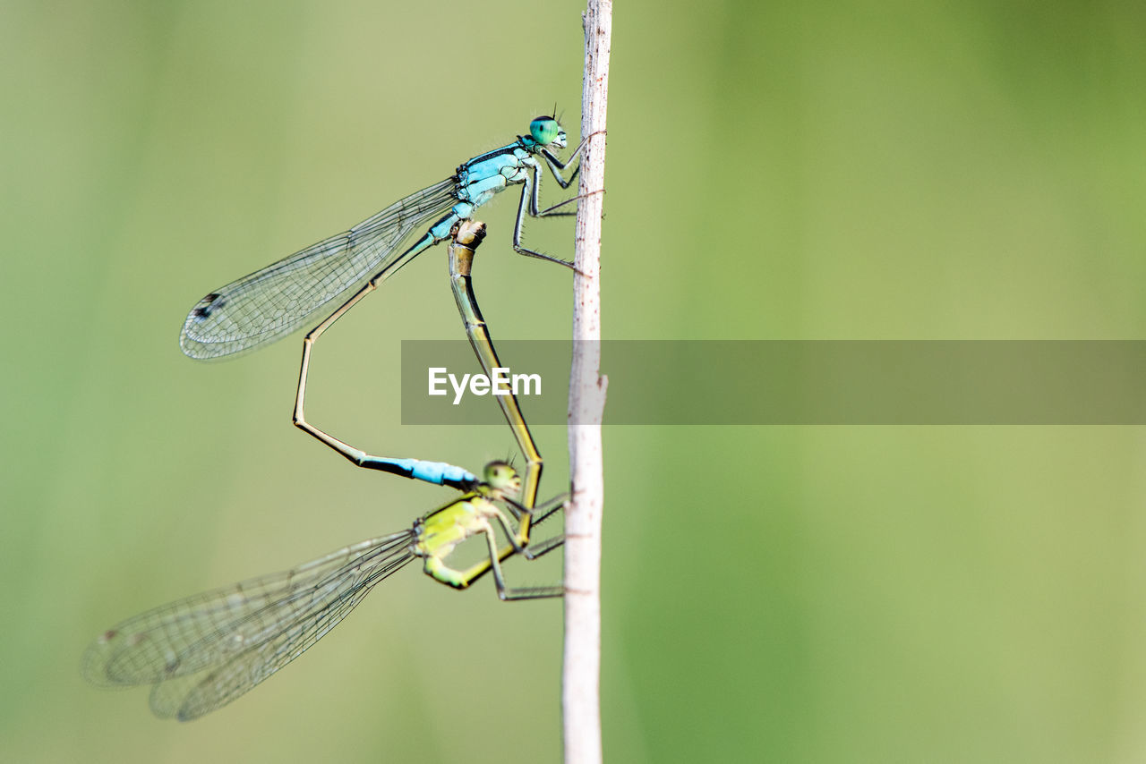 Close-up of dragonfly on a stem