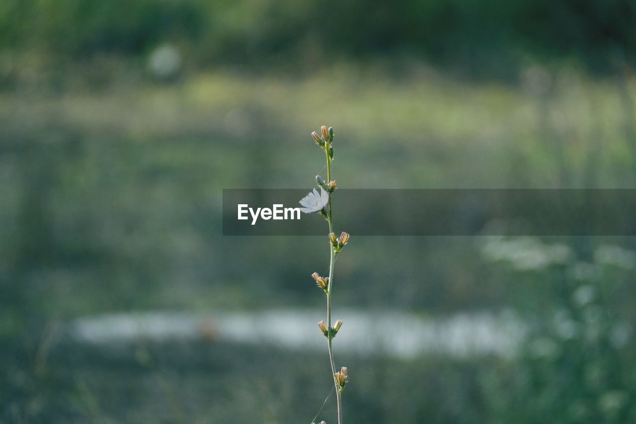 Close-up of wilted plant on field