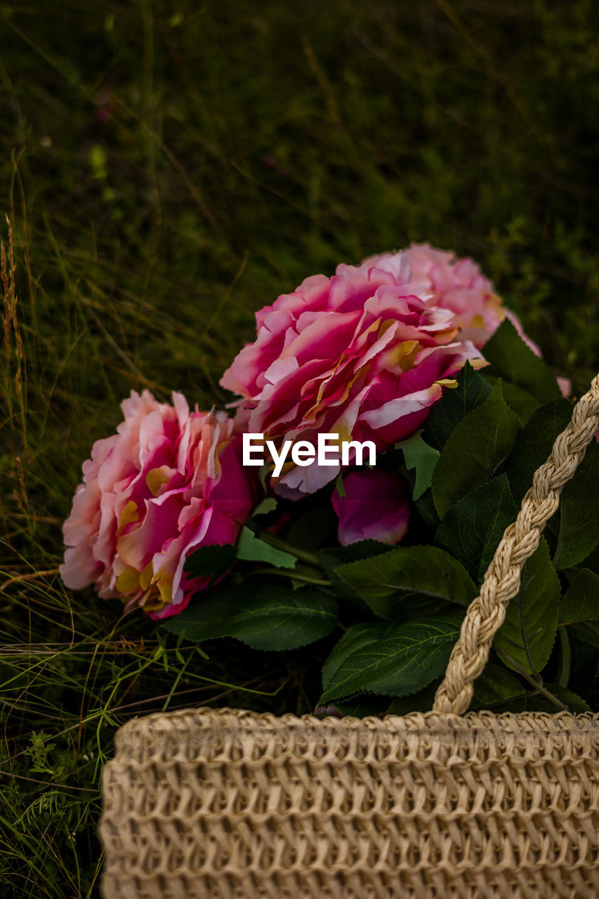 plant, flower, flowering plant, freshness, beauty in nature, pink, nature, basket, close-up, no people, petal, flower head, wicker, plant part, leaf, fragility, inflorescence, rose, growth, container, outdoors, day, focus on foreground