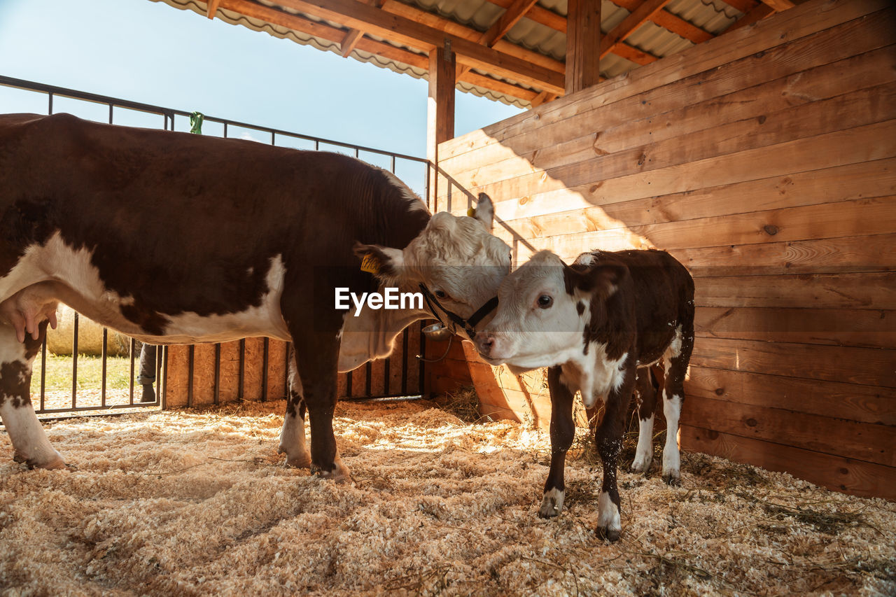 cows standing on field