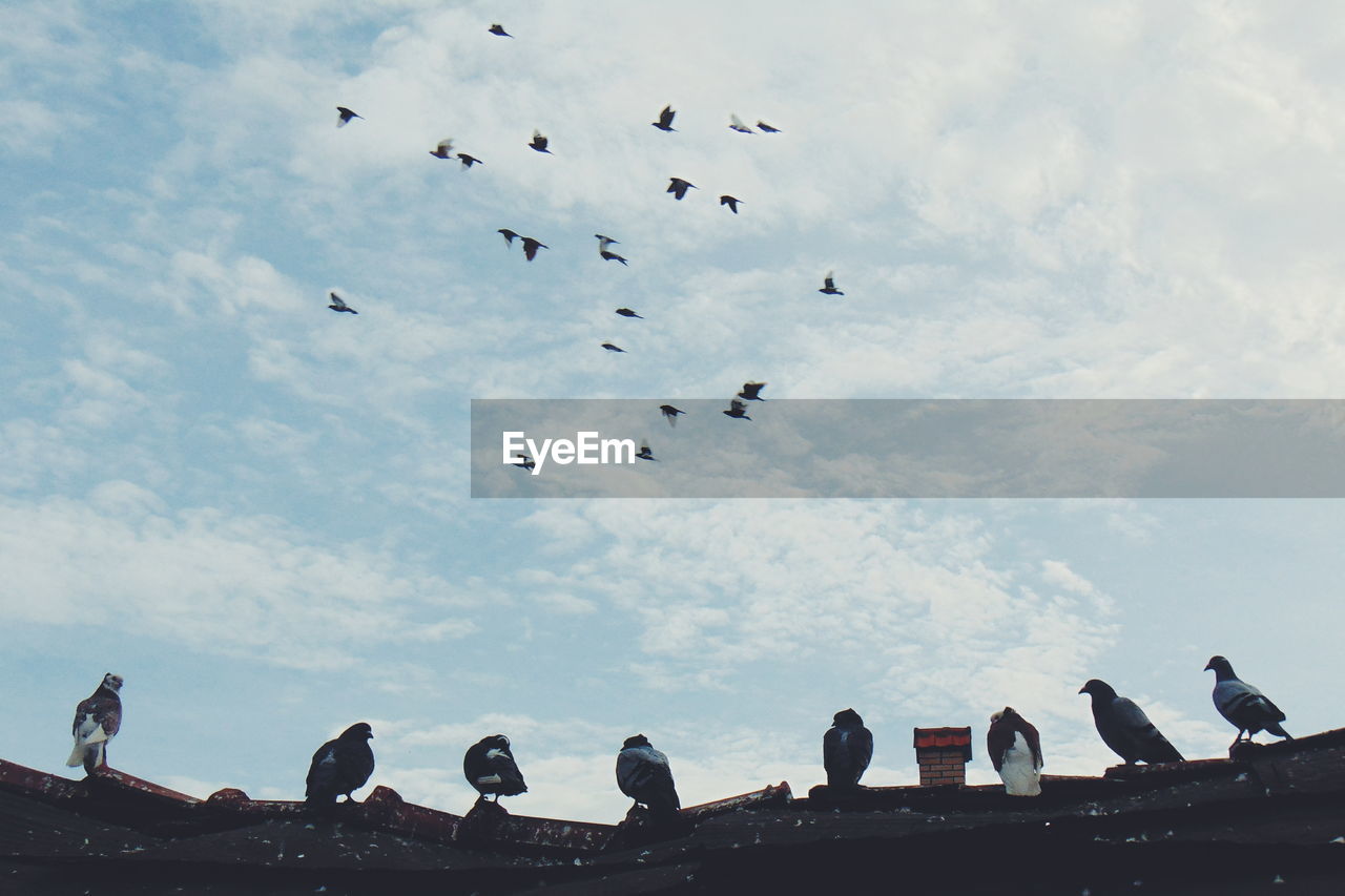 Low angle view of birds against cloudy sky