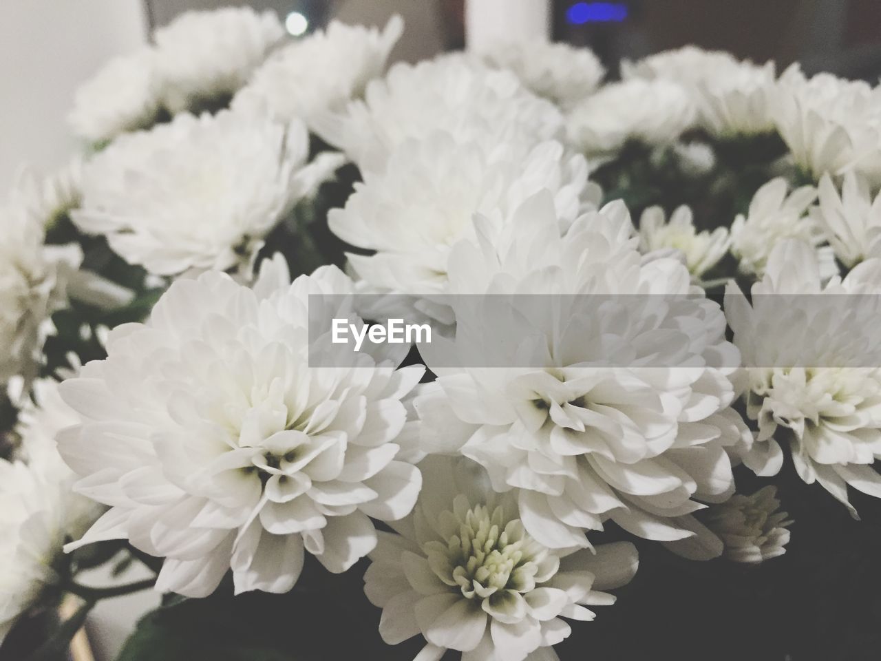 Bouquet of white flowers