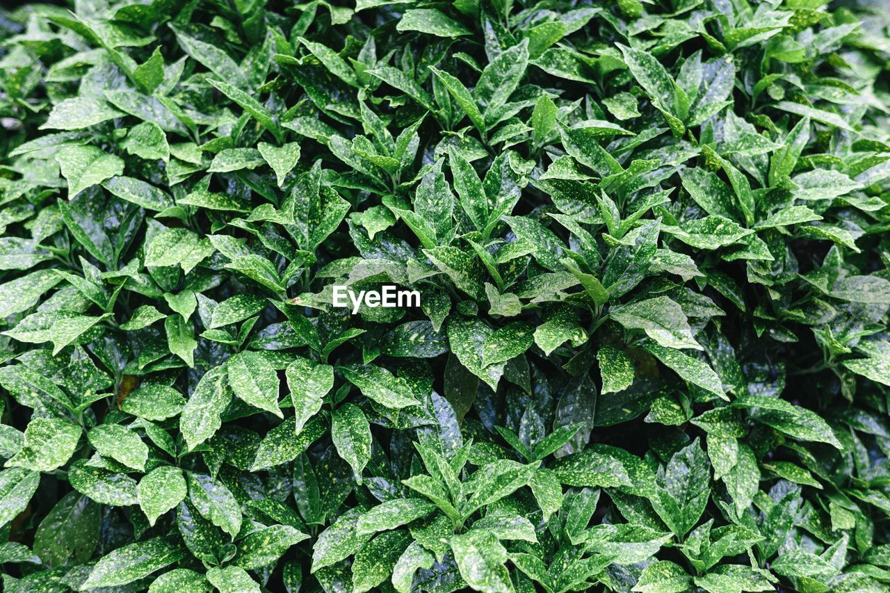 HIGH ANGLE VIEW OF GREEN LEAVES
