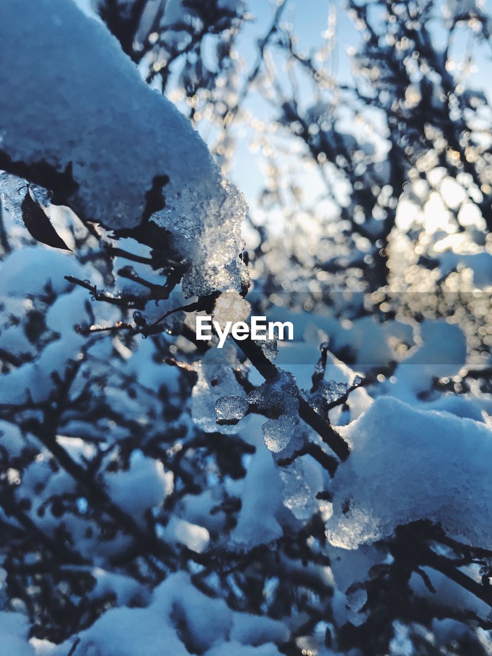 CLOSE-UP OF SNOW ON TREE