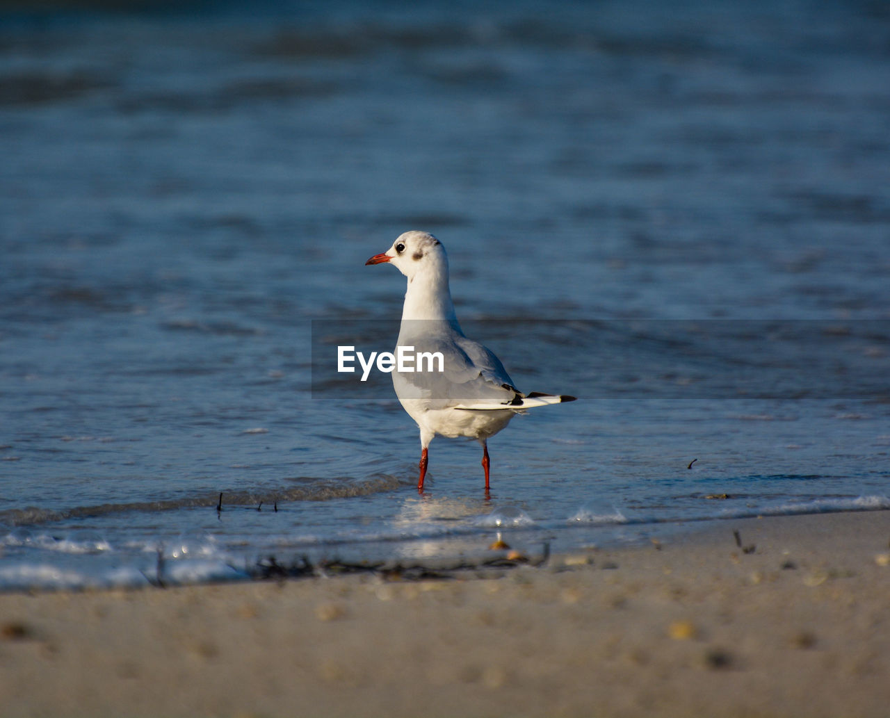 animal themes, animal, bird, animal wildlife, wildlife, water, sea, gull, one animal, beach, nature, selective focus, no people, seabird, land, seagull, beak, day, sand, side view, shore, outdoors, european herring gull, full length