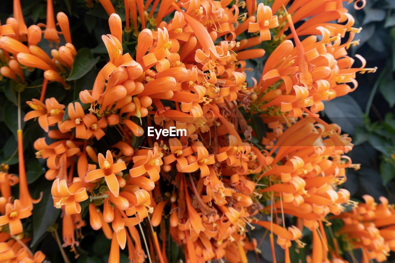 CLOSE-UP OF MARIGOLD FLOWERS