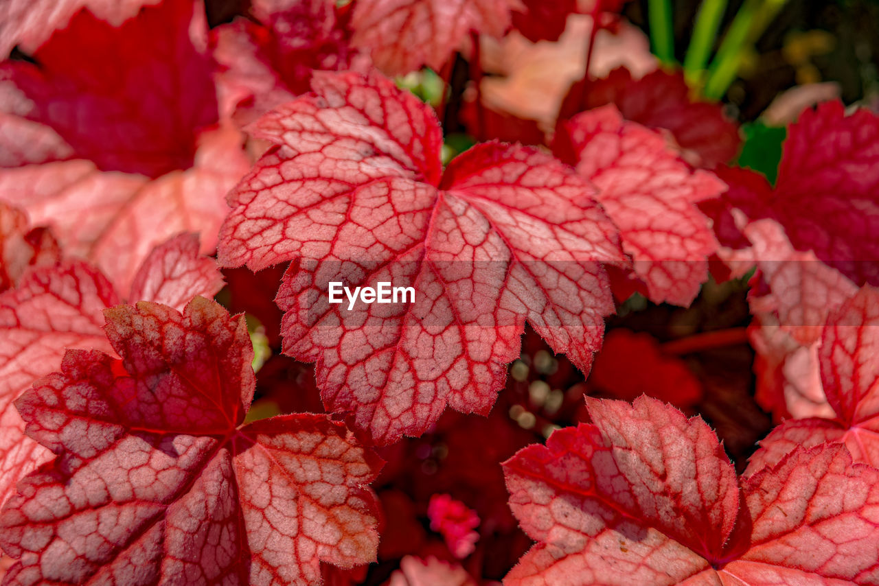 Close-up of red flowering plant leaves