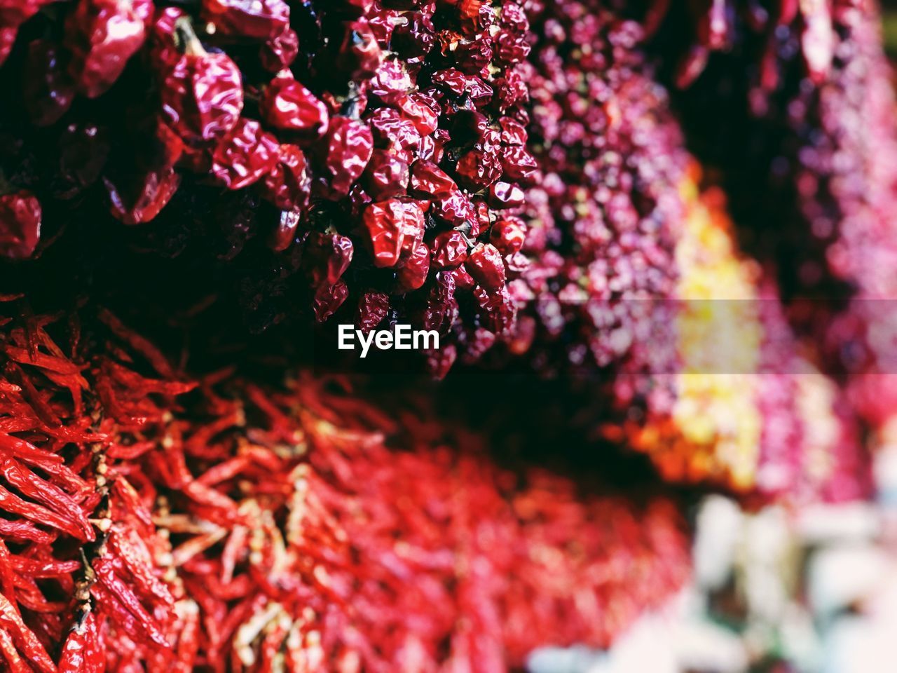 FULL FRAME SHOT OF RED FLOWERING PLANTS