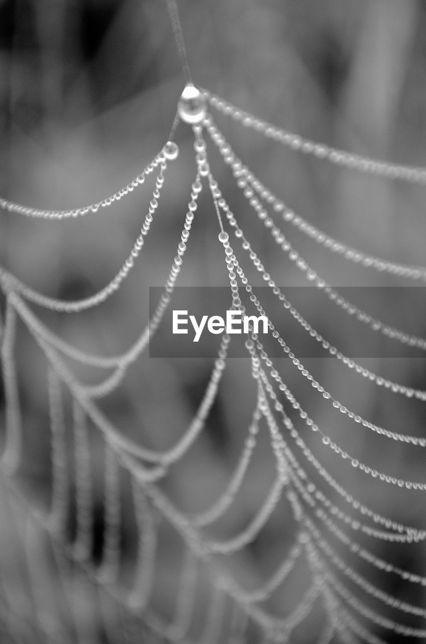 CLOSE-UP OF WET SPIDER WEB ON PLANT