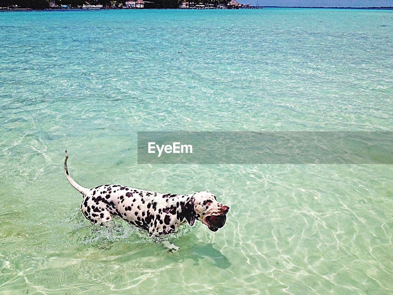 High angle view of dalmatian dog in sea