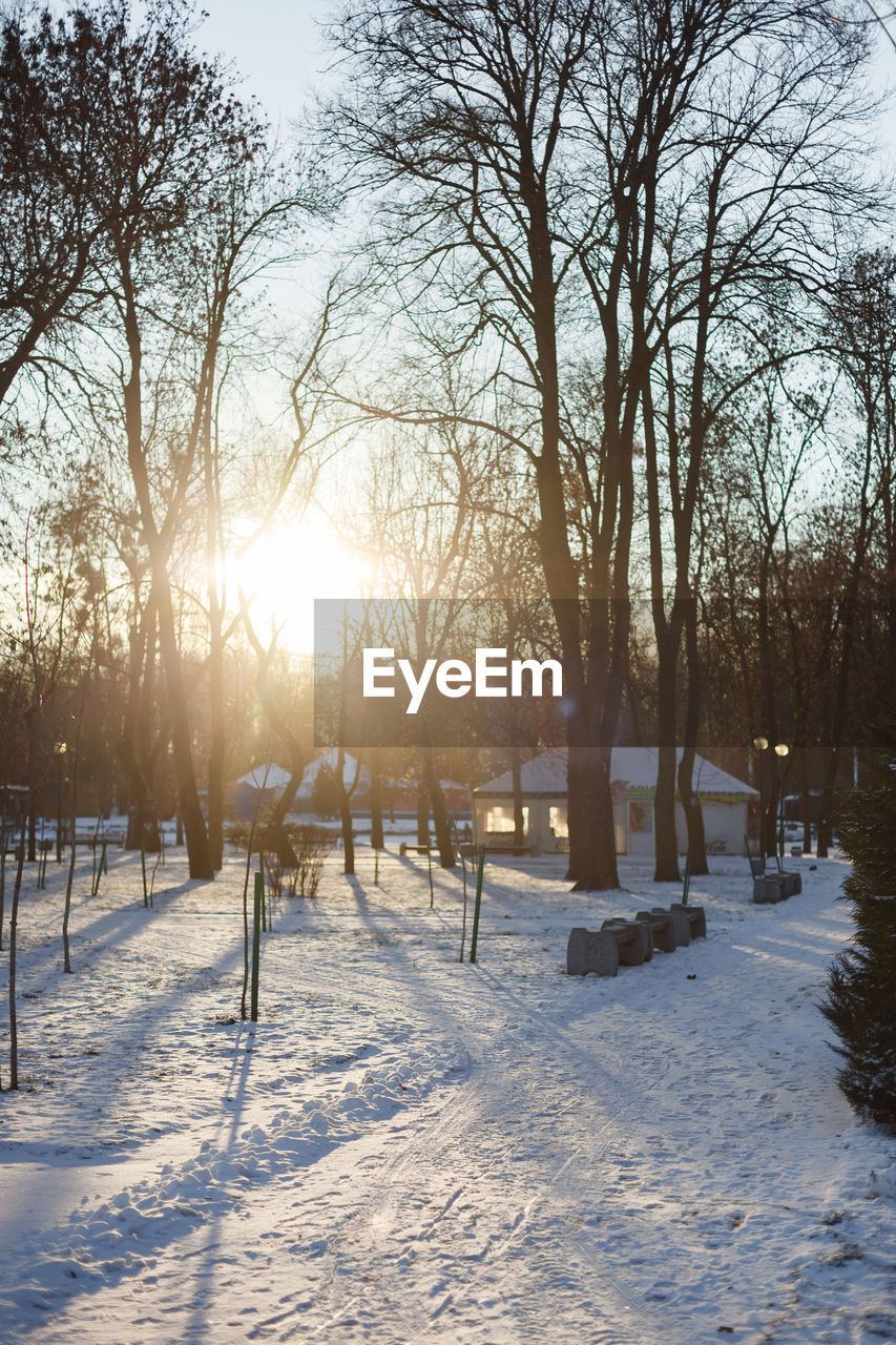 Bare trees on snow covered landscape