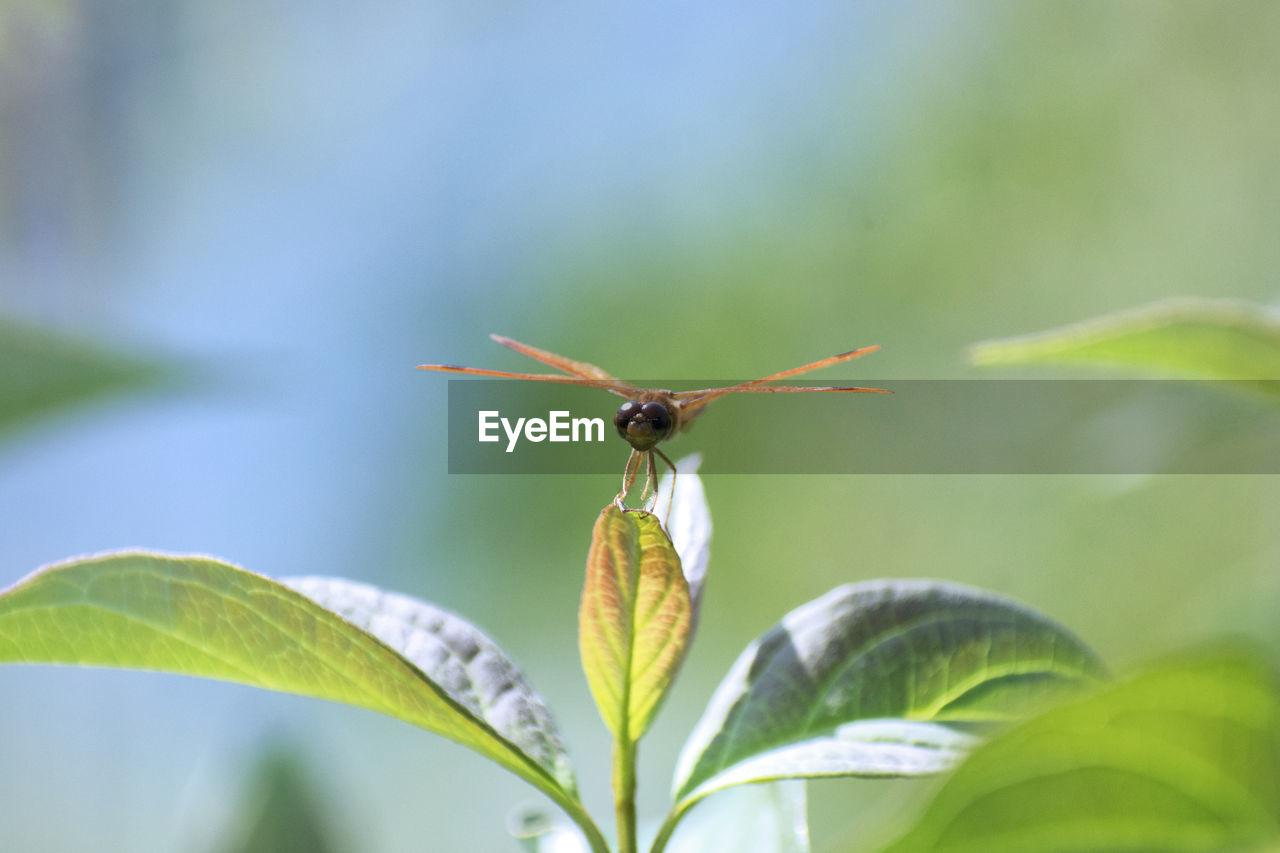 CLOSE-UP OF INSECT ON LEAF