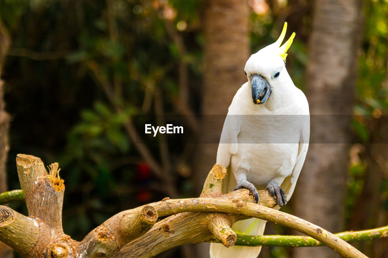 Low angle close-up of bird perching on branch