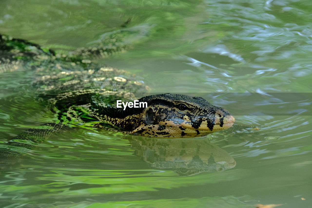 CLOSE-UP OF A TURTLE IN LAKE