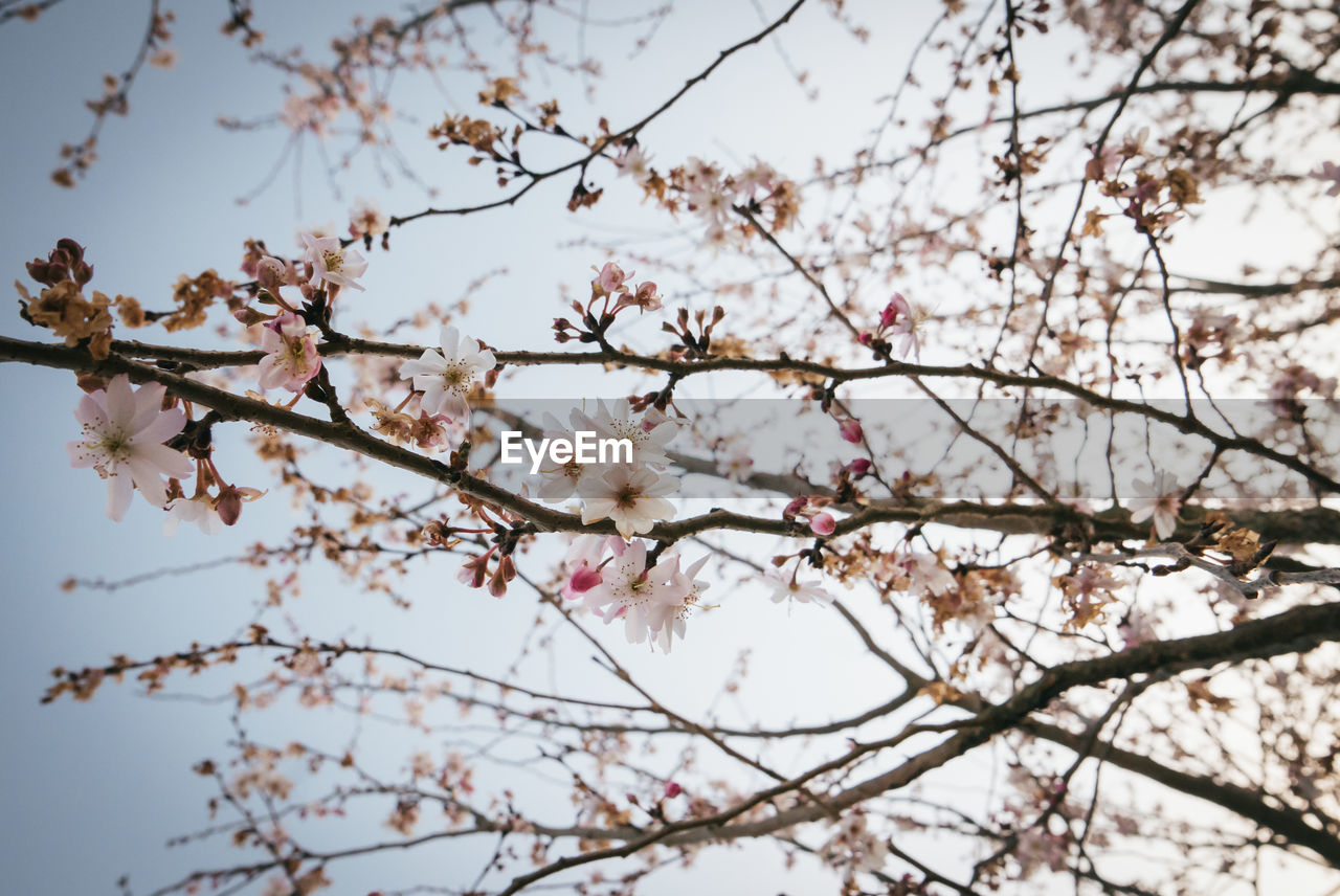 plant, tree, blossom, springtime, flower, branch, flowering plant, beauty in nature, fragility, nature, freshness, growth, cherry blossom, sky, low angle view, spring, pink, no people, day, outdoors, cherry tree, tranquility, botany, fruit tree, clear sky