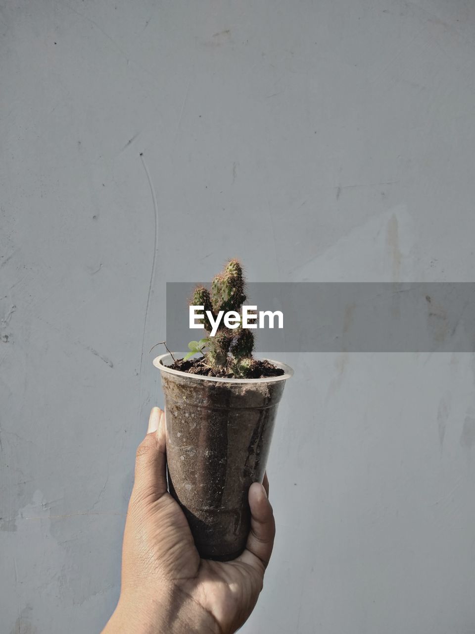 Midsection of person holding potted plant against wall