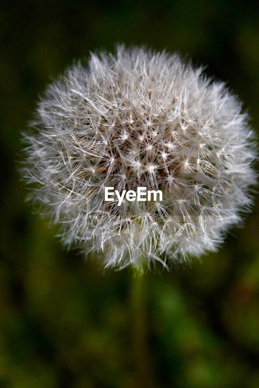 Close-up of dandelion flower