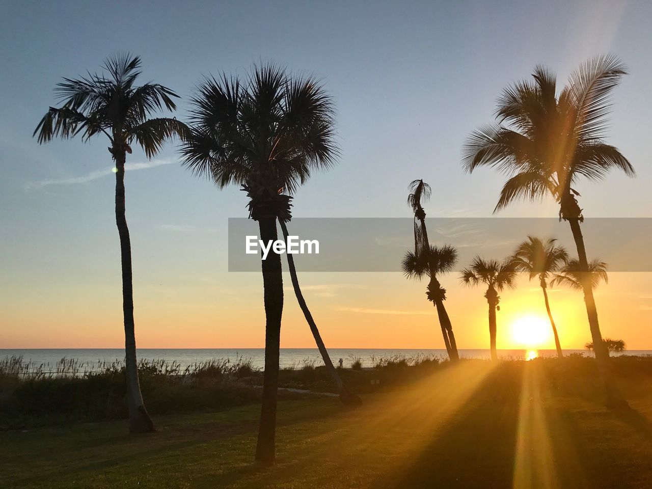 Palm trees on beach against sky during sunset