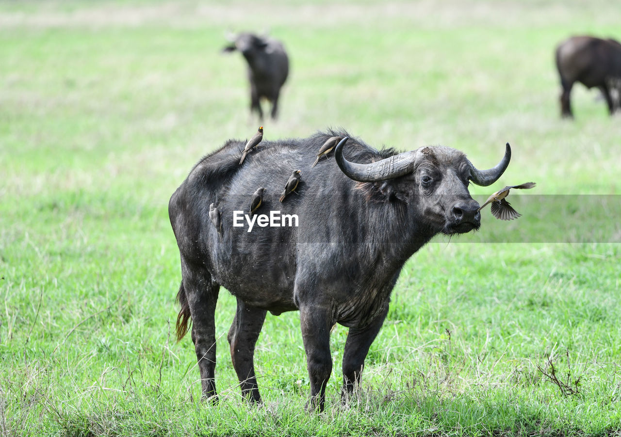 Buffalo with birds on grassy land