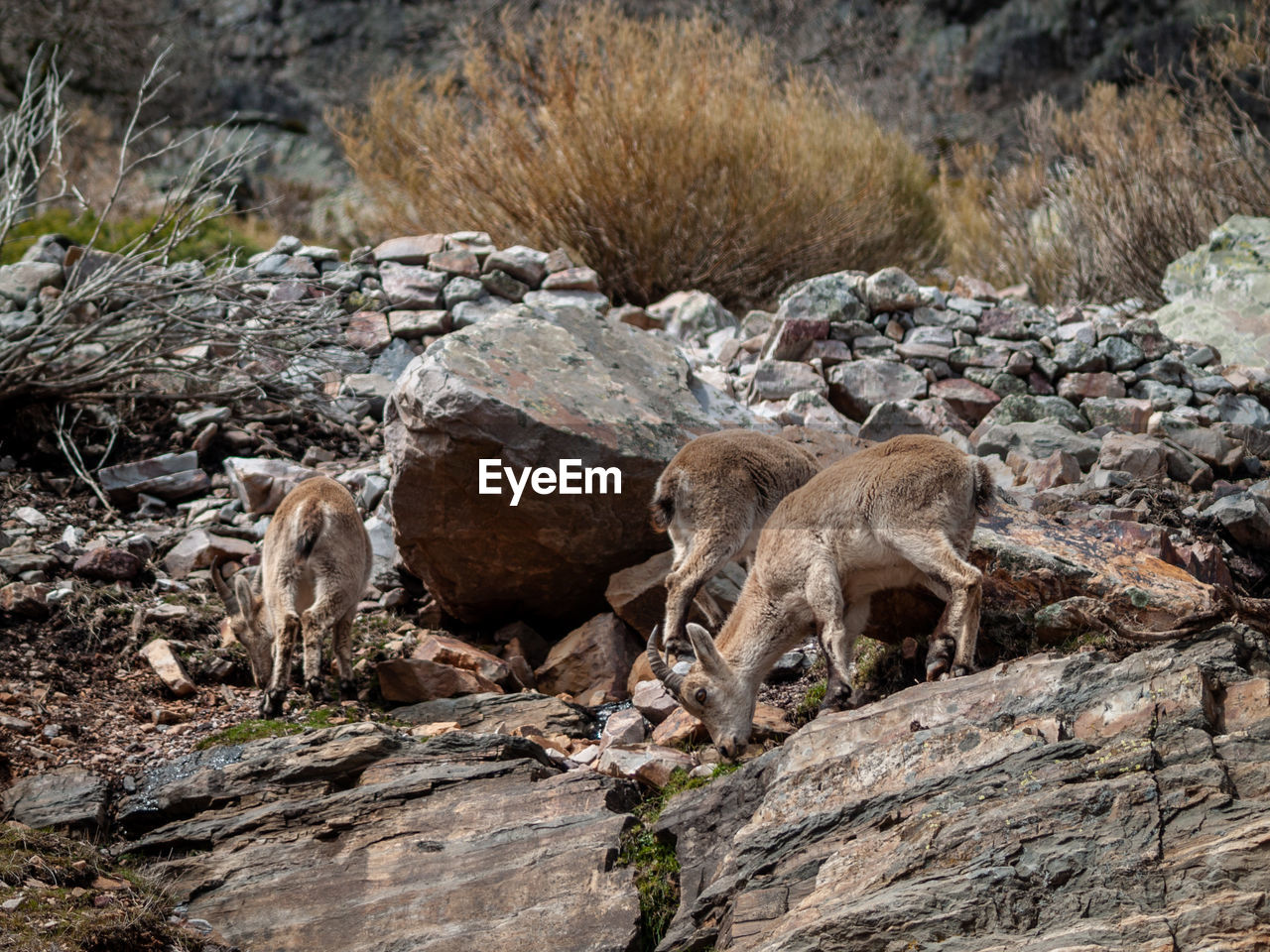 VIEW OF LION ON ROCK