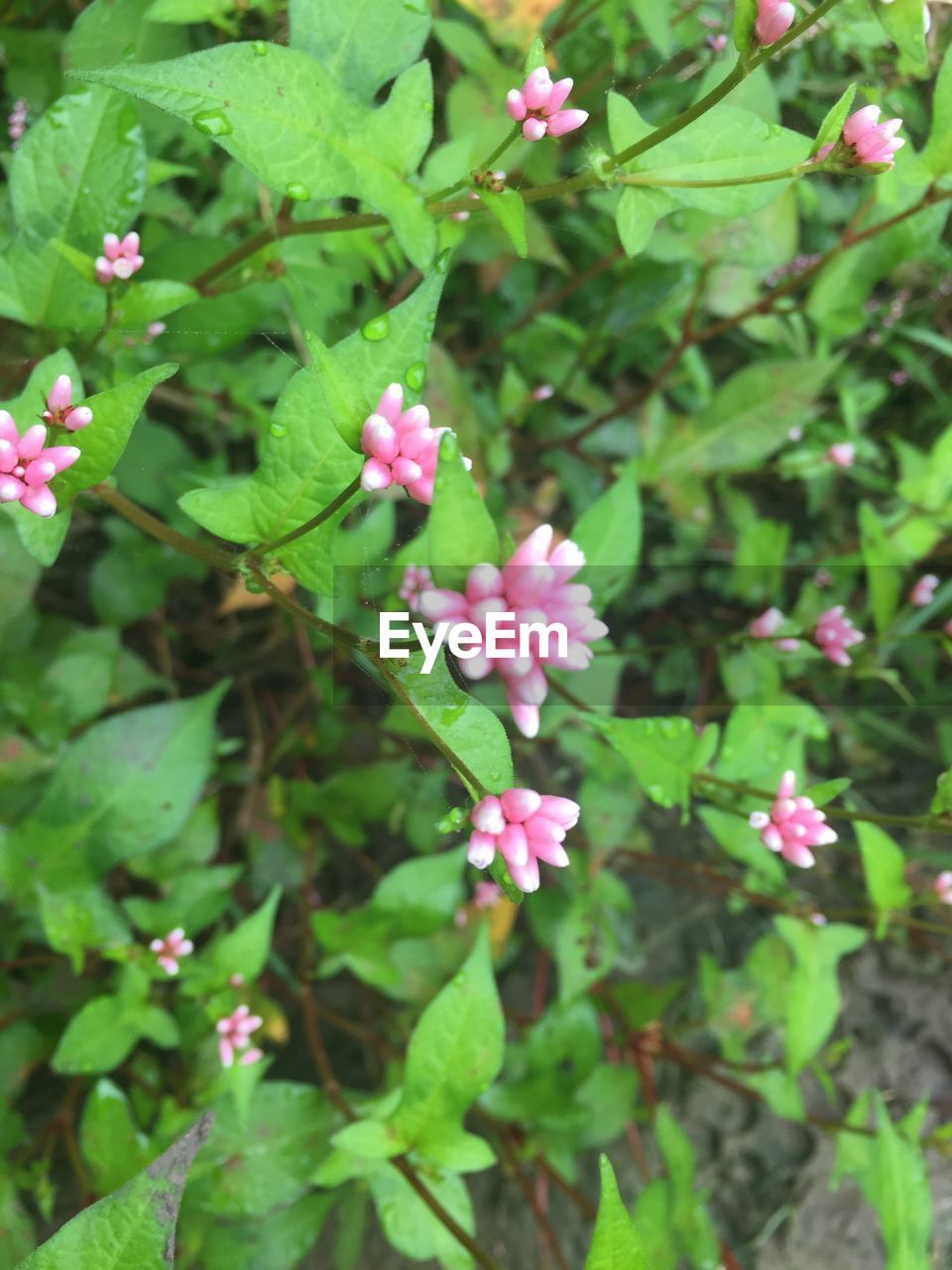 CLOSE-UP OF PINK FLOWERS IN PARK