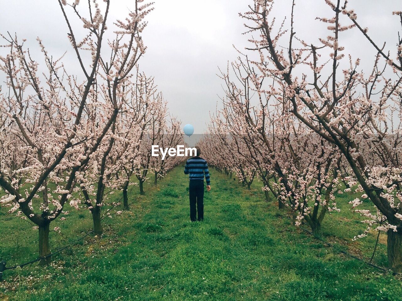 Rear view of man walking along flower trees