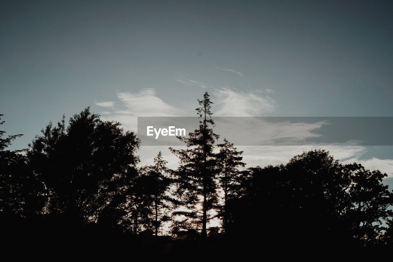 LOW ANGLE VIEW OF SILHOUETTE TREES IN FOREST AGAINST SKY