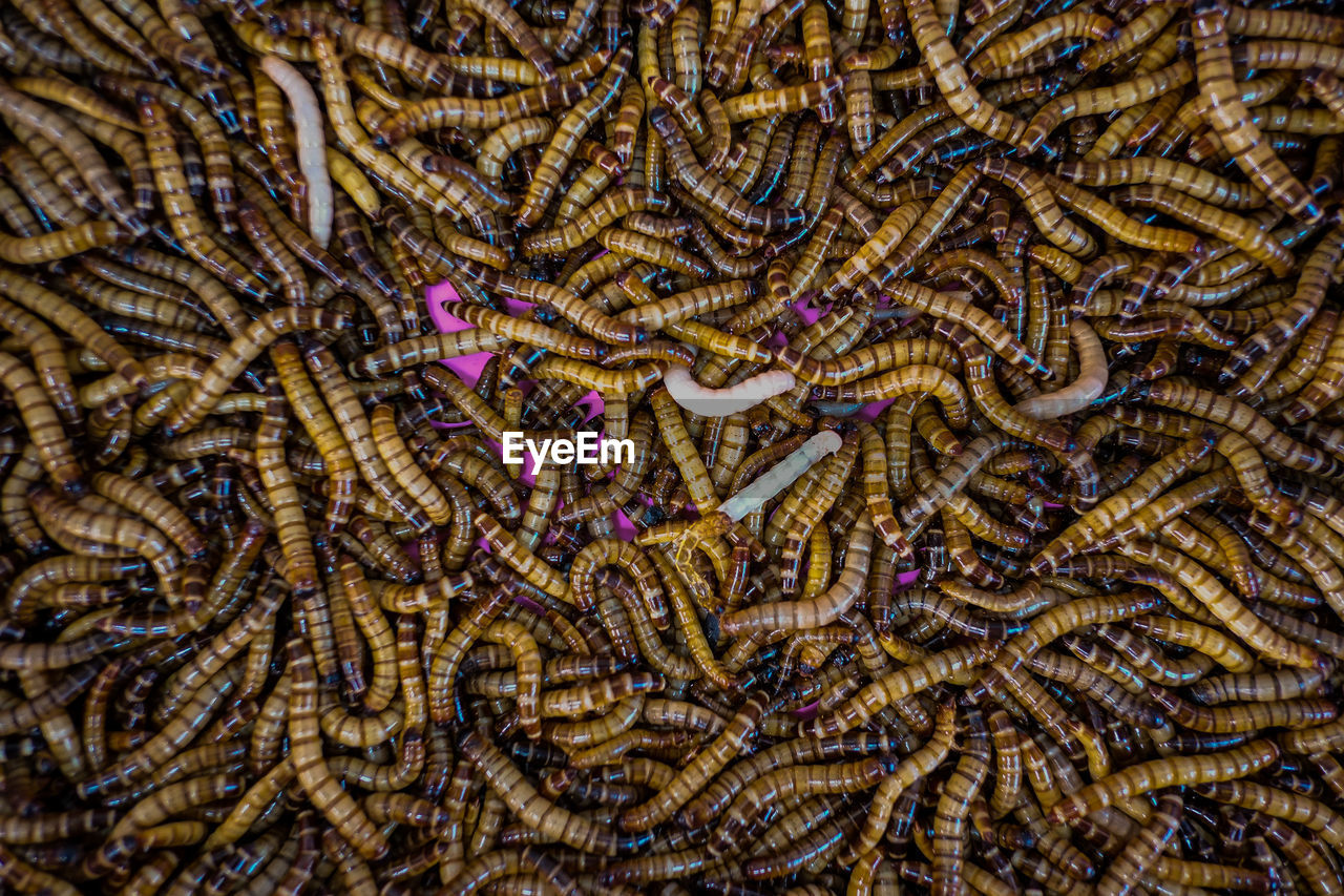 Full frame shot of worm feed