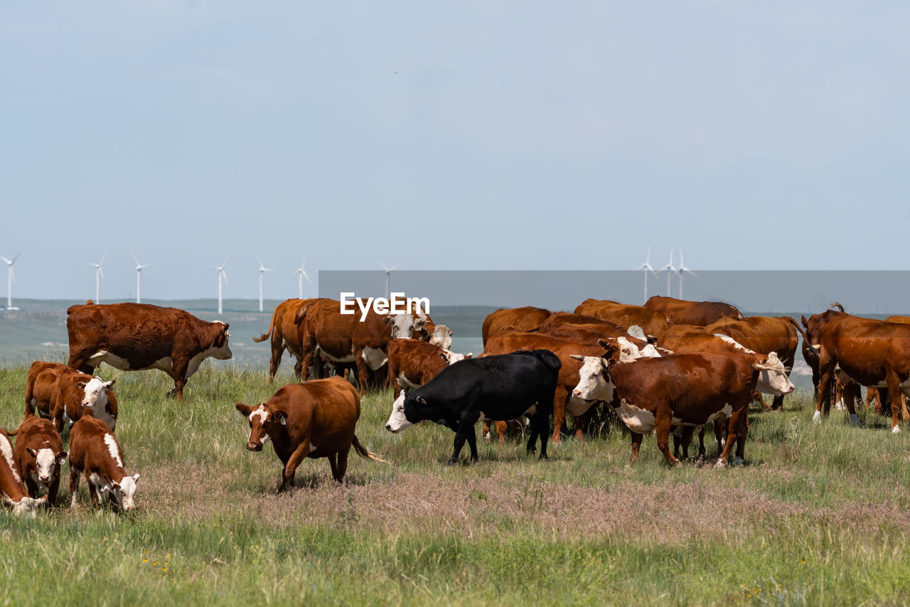 COWS ON FIELD