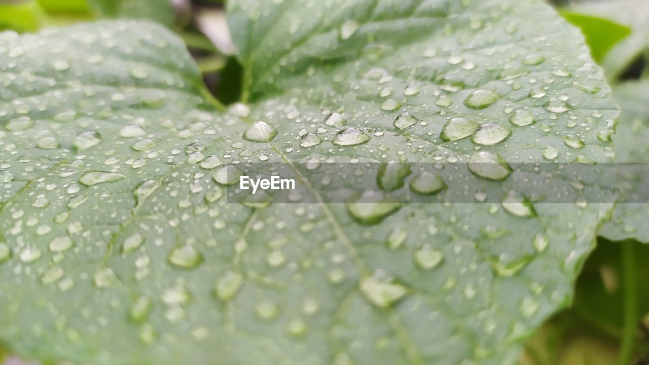 WATER DROPS ON LEAVES